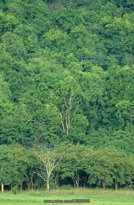  : Sal forest