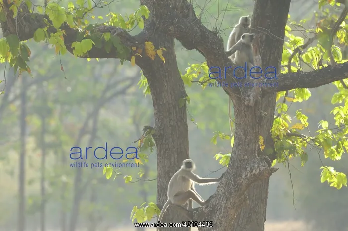 : Sal Tree. Gray Langurs (Semnopithecus entellus) sitting in a large Sal tree : Sal Tree. Gray Langurs (Semnopithecus entellus) sitting in a large Sal tree