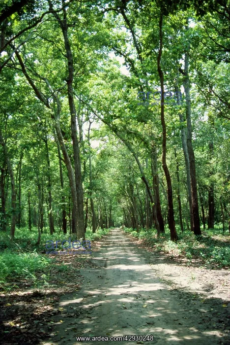 : Sal Trees (Shorea robusta). Dudhwa National Park, India : Sal Trees (Shorea robusta). Dudhwa National Park, India