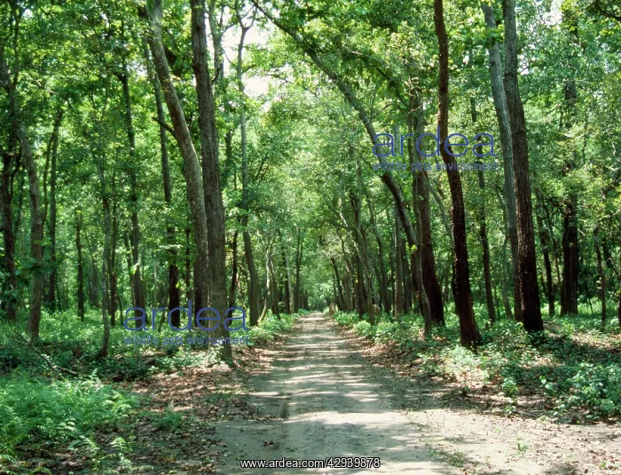 : Sal Trees (Shorea robusta). Dudhwa National Park, India : Sal Trees (Shorea robusta). Dudhwa National Park, India