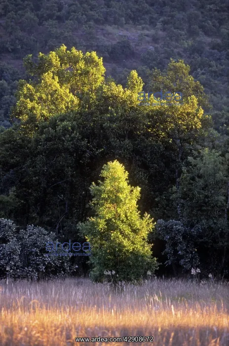 : Sal Trees - in Chakradhara Meadows : Sal Trees - in Chakradhara Meadows