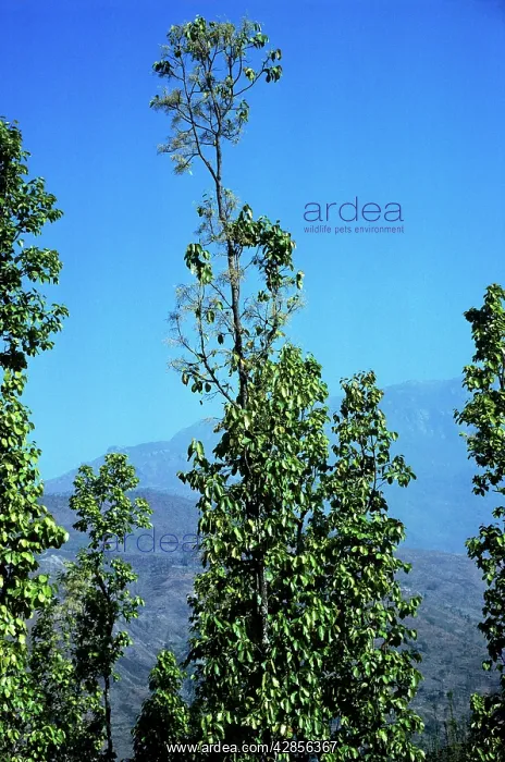  : SAL TREES - NEPAL