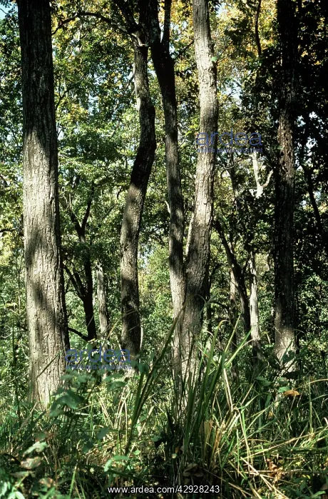  : Sal Trees - trunks