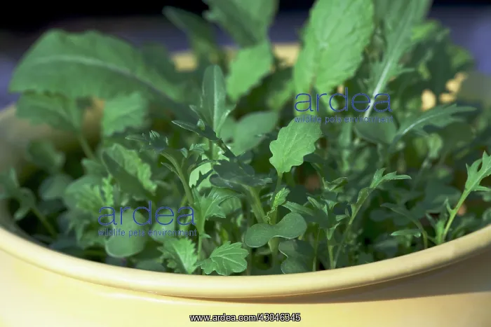 : Salad : Salad