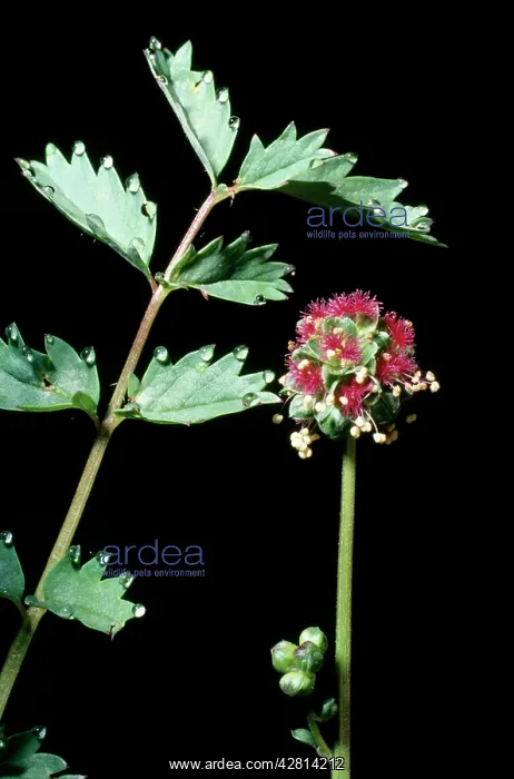 : SALAD BURNET - LEAF AND FLOWER : SALAD BURNET - LEAF AND FLOWER