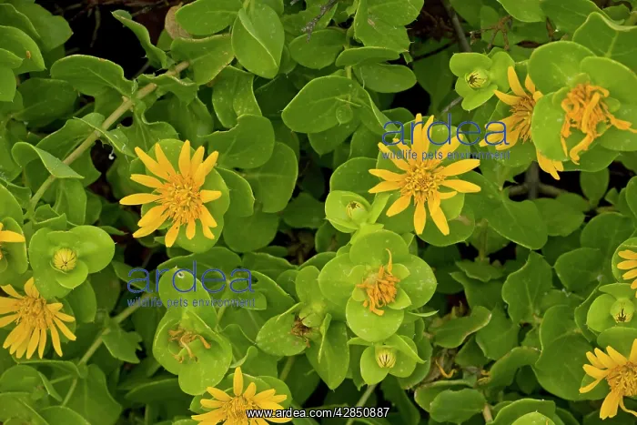 : Salad bush : Salad bush