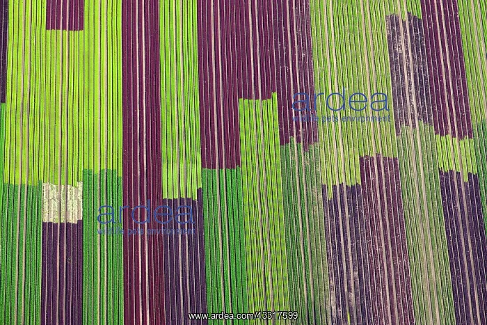 : Salad fields, cultivation of red and green lettuce : Salad fields, cultivation of red and green lettuce