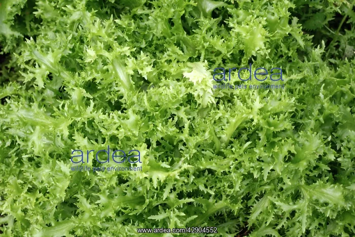 : Salad leaves - from garden : Salad leaves - from garden