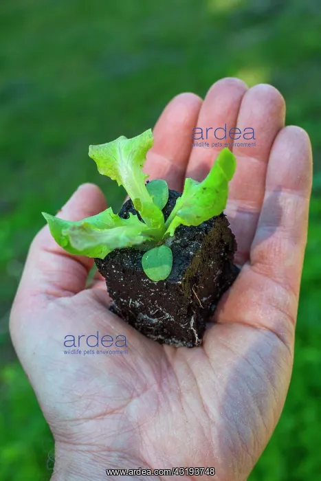 : Salad seedling, Provence, France : Salad seedling, Provence, France