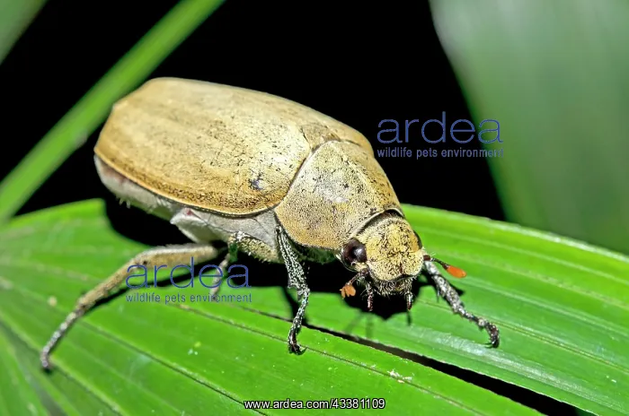 : Salagubang Beetle : Salagubang Beetle