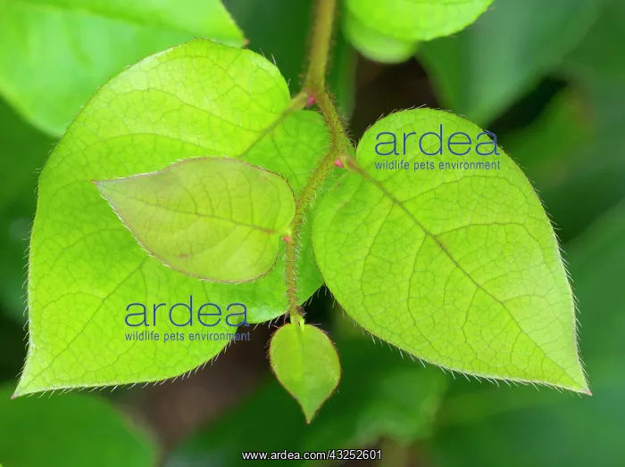  : Salal leaves