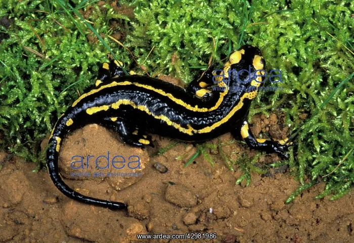 : Salamander : Salamander