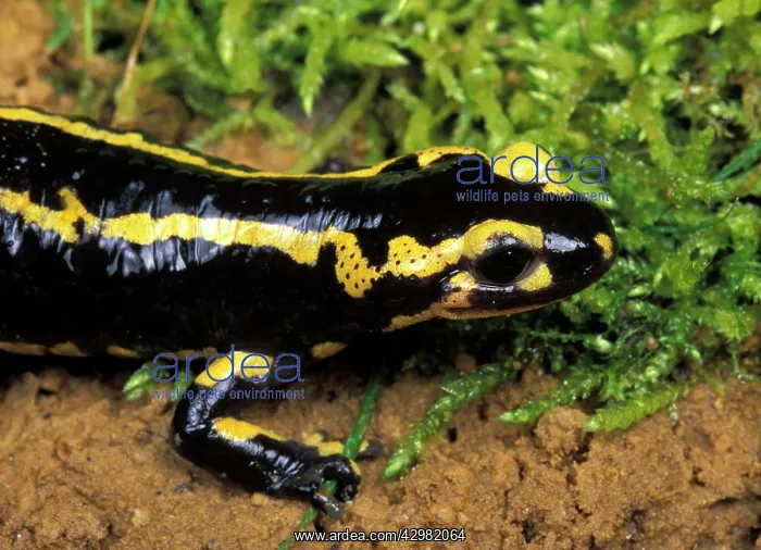 : Salamander : Salamander