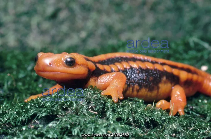 : Salamander : Salamander
