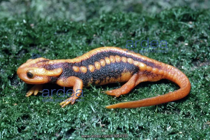 : Salamander : Salamander