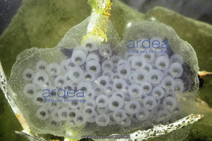 : Salamander Eggs : Salamander Eggs