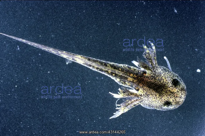 : Salamander Larva : Salamander Larva