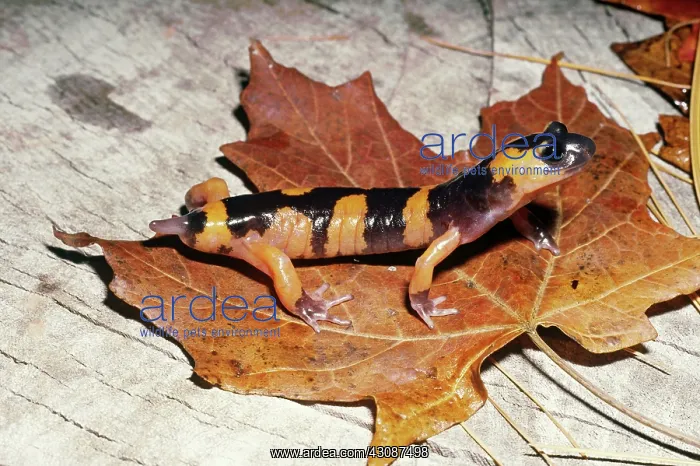 : Salamander Tail Regeneration : Salamander Tail Regeneration