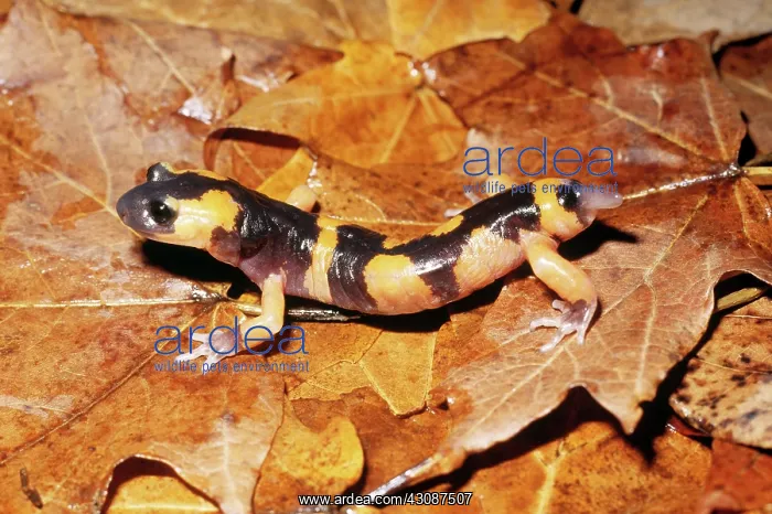 : Salamander Tail Regeneration : Salamander Tail Regeneration