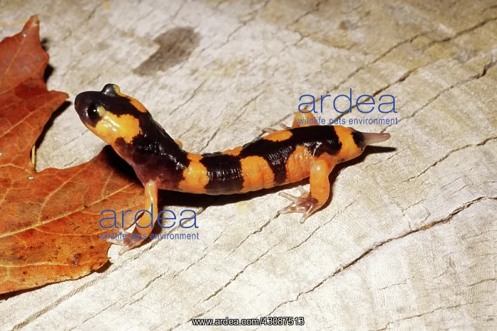 : Salamander Tail Regeneration : Salamander Tail Regeneration
