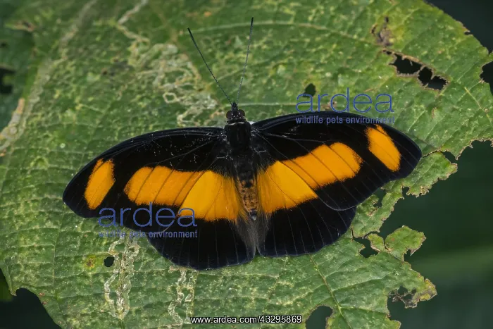 : Salambria Firewing butterfly (Catonephele salambria) : Salambria Firewing butterfly (Catonephele salambria)