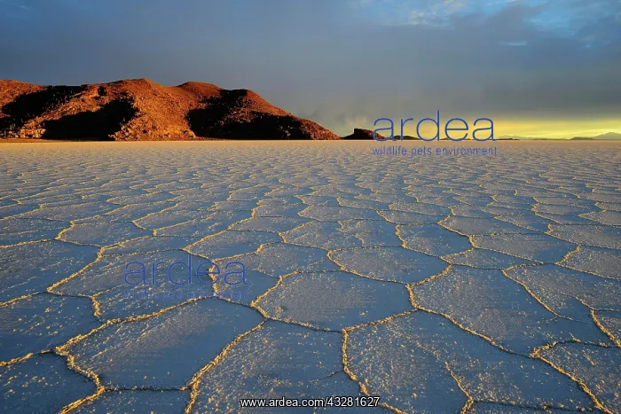 : At the Salar de Uyuni, Isla del Pescado, Salar de : At the Salar de Uyuni, Isla del Pescado, Salar de