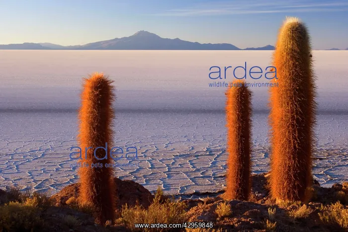 : Salar de Uyuni - very old Giant Cardon Cacti growing : Salar de Uyuni - very old Giant Cardon Cacti growing