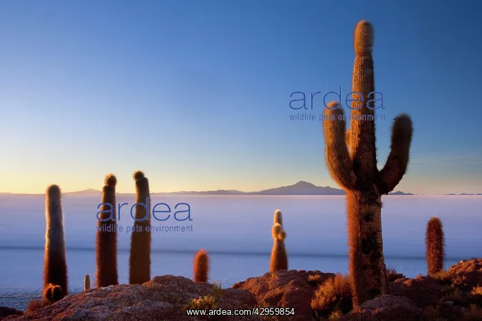 : Salar de Uyuni - very old Giant Cardon Cacti growing : Salar de Uyuni - very old Giant Cardon Cacti growing
