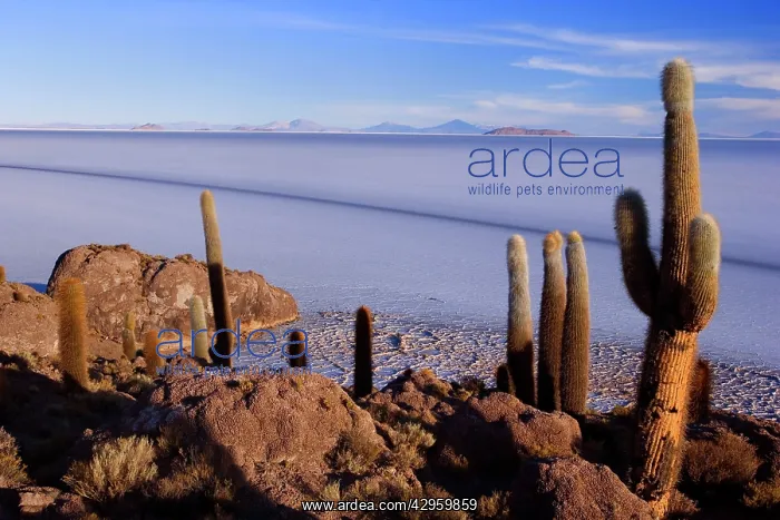 : Salar de Uyuni - very old Giant Cardon Cacti growing : Salar de Uyuni - very old Giant Cardon Cacti growing