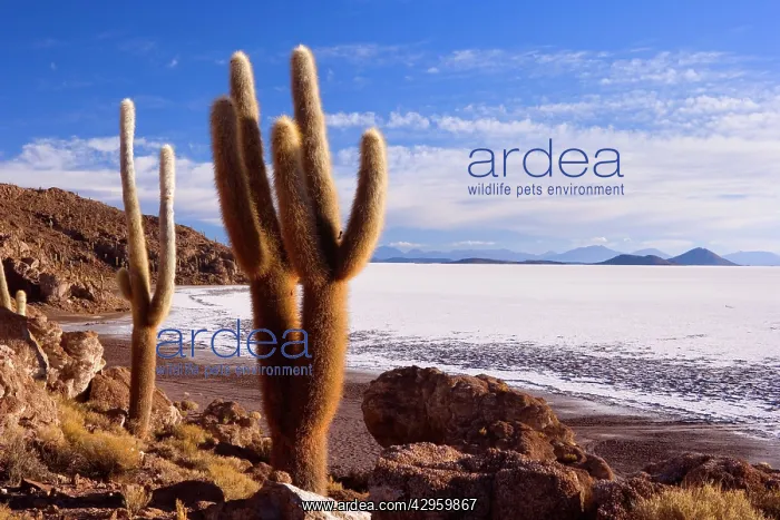 : Salar de Uyuni - very old Giant Cardon Cacti growing : Salar de Uyuni - very old Giant Cardon Cacti growing