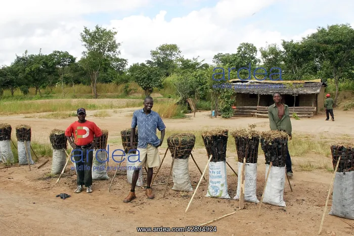  : Sale of Charcoal