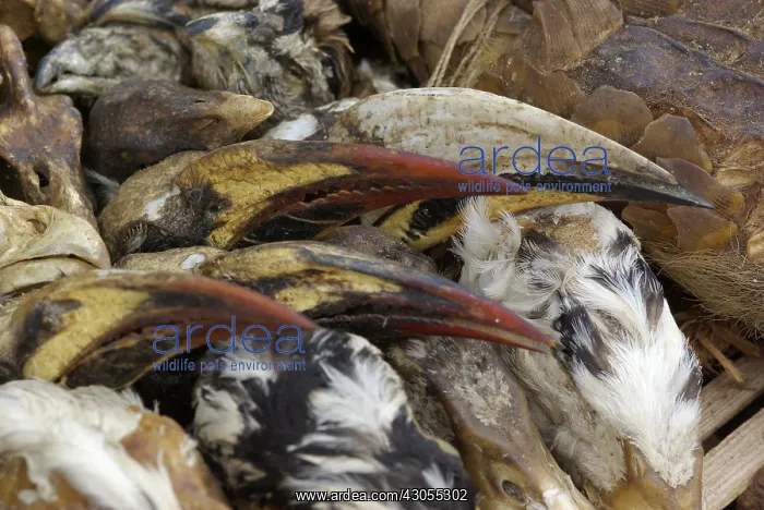 : Sale items for voodoo rituals in Benin : Sale items for voodoo rituals in Benin
