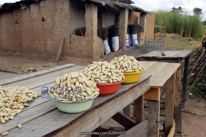 : Sale of peanuts at roadside : Sale of peanuts at roadside