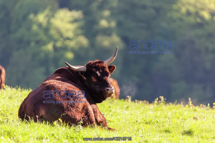 : Salers bull lying in the grass - France : Salers bull lying in the grass - France