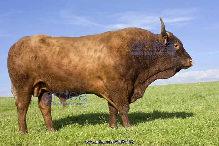 : Salers bull in a meadow Cantal France : Salers bull in a meadow Cantal France