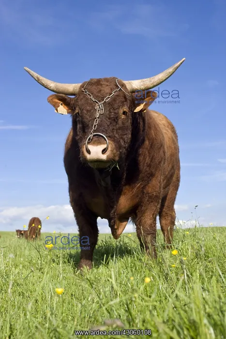 : Salers bull in a meadow Cantal France : Salers bull in a meadow Cantal France