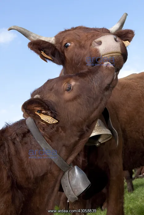 : Salers cow and her calf petting Cantal France : Salers cow and her calf petting Cantal France