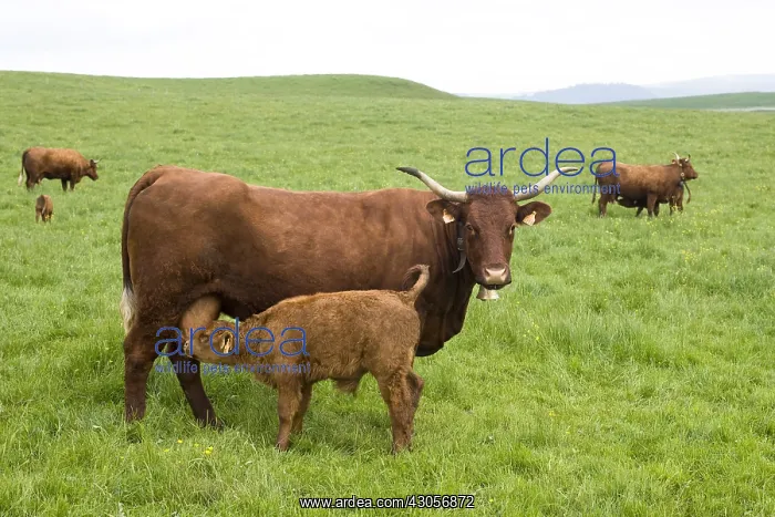 : Salers cow and its calf in pre Cantal : Salers cow and its calf in pre Cantal