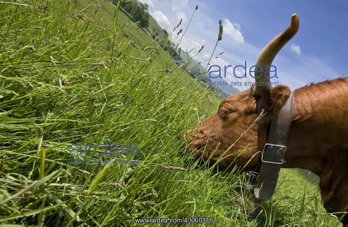 : Salers cow grazing in a meadow Cantal France : Salers cow grazing in a meadow Cantal France