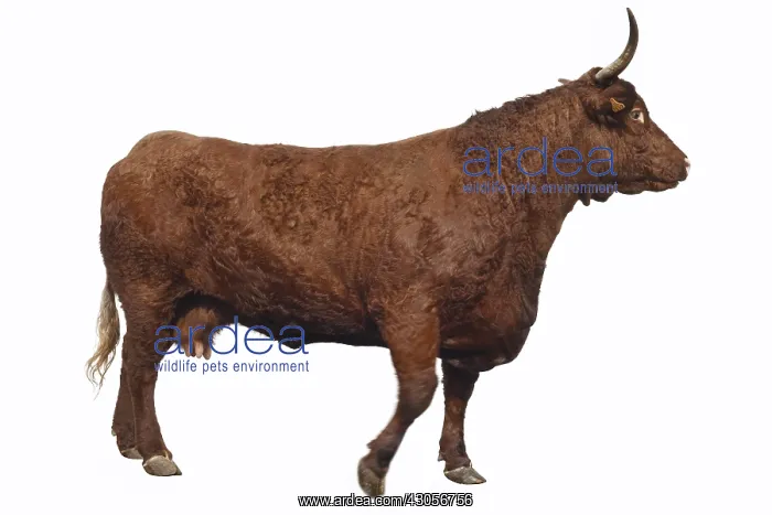 : Salers cow with horns : Salers cow with horns