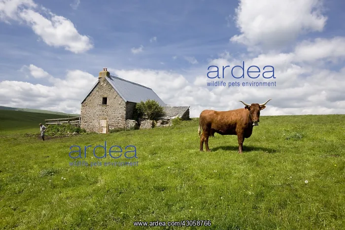 : Salers cow in a park in front of a buron in the Cantal : Salers cow in a park in front of a buron in the Cantal