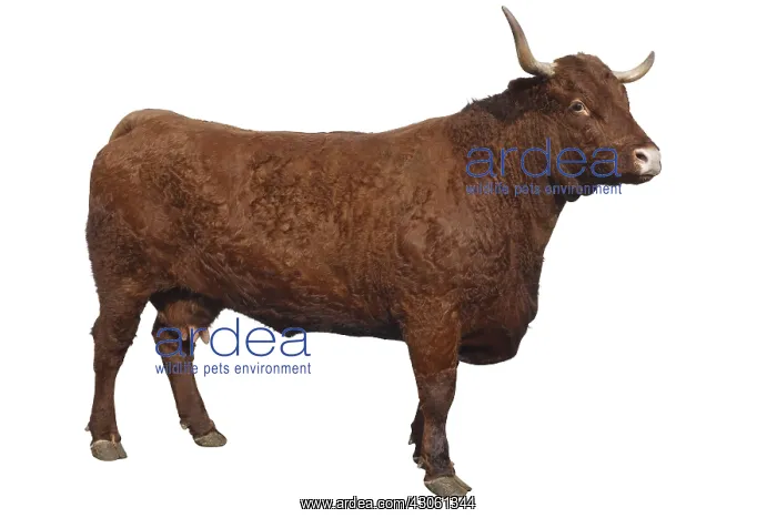: Salers cow side view studio : Salers cow side view studio