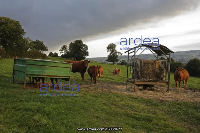 : Salers cows in a meadow under a stormy sky France : Salers cows in a meadow under a stormy sky France