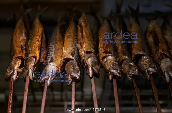 : Sales stand, smoked fish, mackerel : Sales stand, smoked fish, mackerel