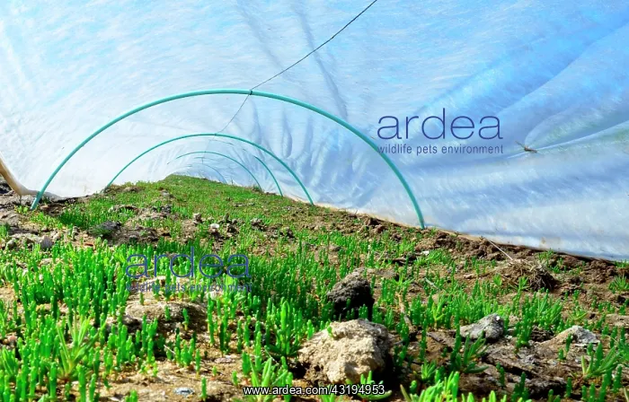 : Salicornia is the new business on the island : Salicornia is the new business on the island
