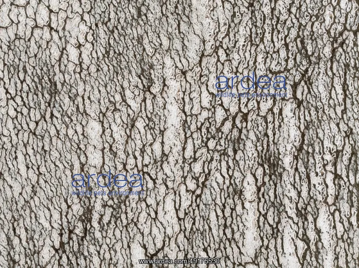 : Saline deposits at the salt works of Walvis Bay : Saline deposits at the salt works of Walvis Bay