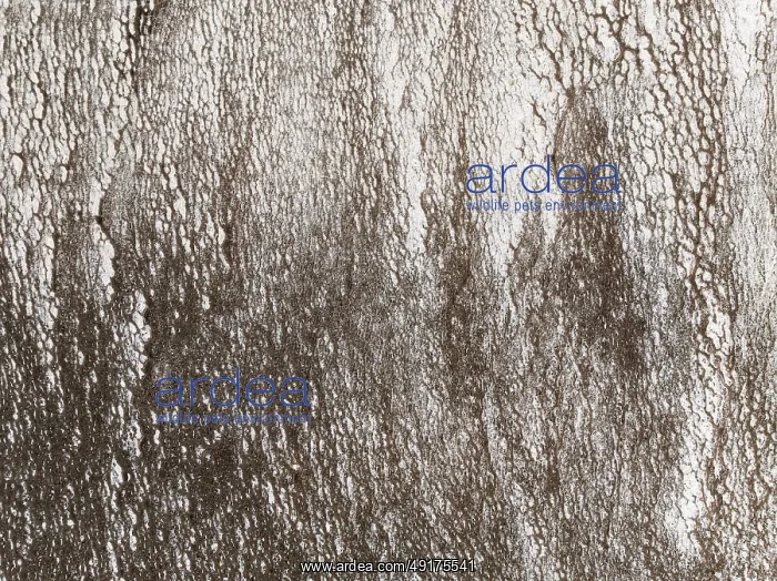 : Saline deposits at the salt works of Walvis Bay : Saline deposits at the salt works of Walvis Bay