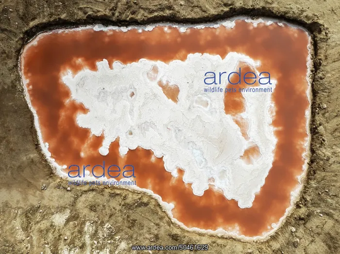 : Saline pond with ruddy algae growth and white salt deposits at the Skeleton Coast : Saline pond with ruddy algae growth and white salt deposits at the Skeleton Coast
