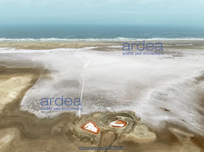 : Saline ponds with ruddy algae growth and white salt deposits at the Atlantic Coast : Saline ponds with ruddy algae growth and white salt deposits at the Atlantic Coast