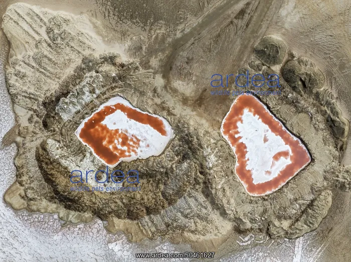 : Saline ponds with ruddy algae growth and white salt deposits at the Skeleton Coast : Saline ponds with ruddy algae growth and white salt deposits at the Skeleton Coast